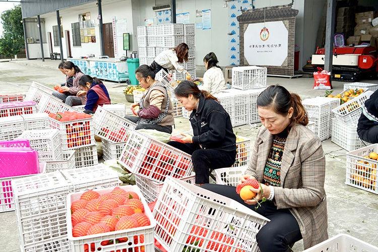 爱媛果冻橙挂满枝头,亩产 4500 斤左右,你还不来尝尝? 第2张 爱媛果冻橙挂满枝头,亩产 4500 斤左右,你还不来尝尝? 第2张