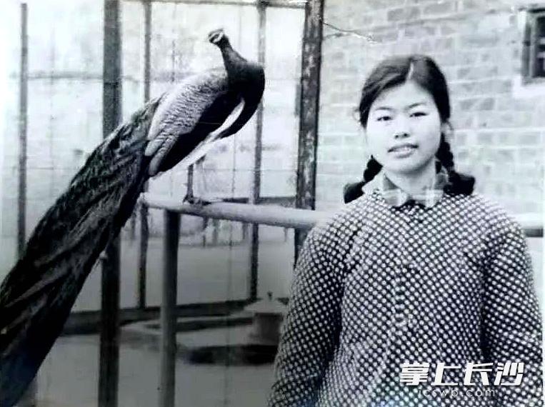 七旬老人分享在长沙动物园养鸟的故事，用抱鸡婆孵化孔雀，你见过吗？  第2张