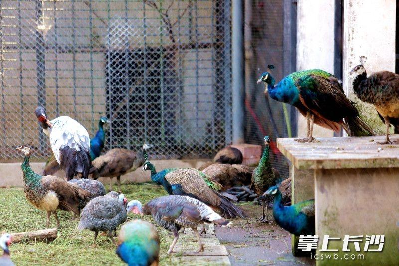 七旬老人分享在长沙动物园养鸟的故事，用抱鸡婆孵化孔雀，你见过吗？  第4张