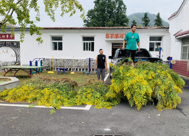 秋季加拿大一枝黄花肆虐，棠溪镇探索防控新方式  第1张