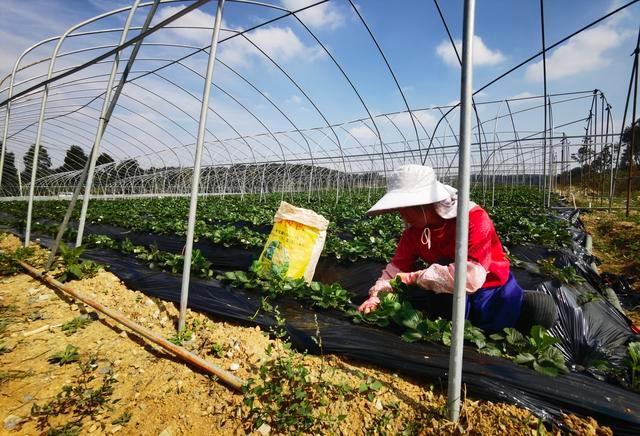 11 月贵安草莓鲜甜上市，入园采摘尽享田园乐趣  第4张