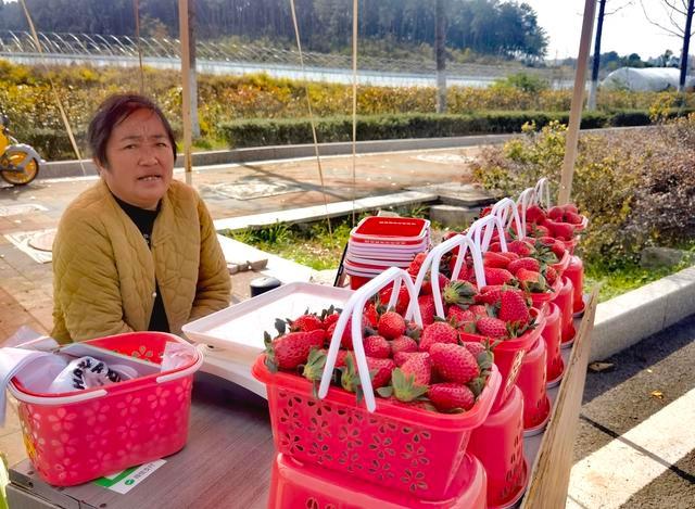 11 月贵安草莓鲜甜上市，入园采摘尽享田园乐趣  第6张