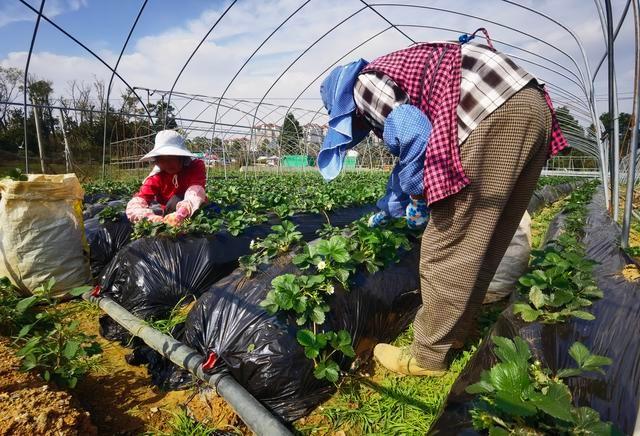 11 月贵安草莓鲜甜上市，入园采摘尽享田园乐趣  第7张