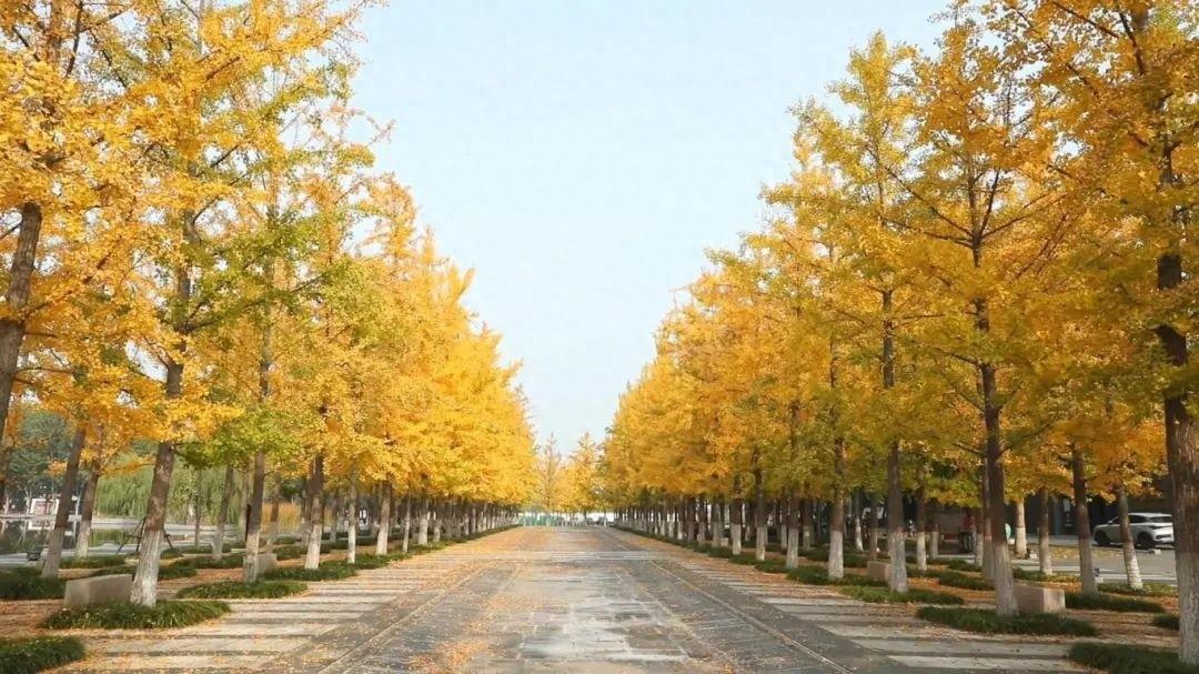 淄博 35 条道路落叶缓扫，留住最美秋景  第1张