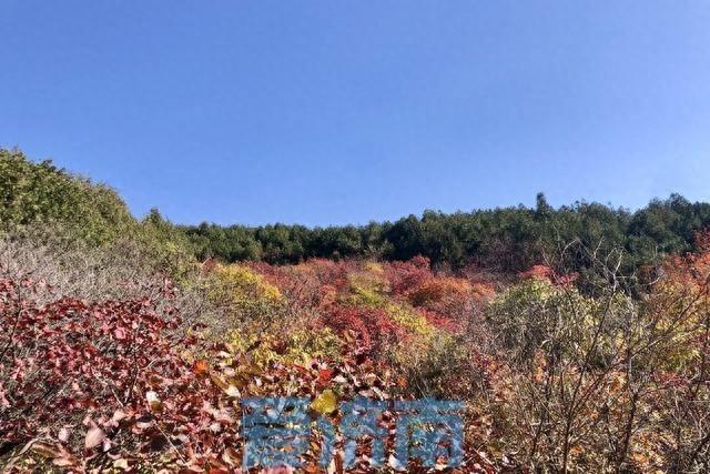 济南气温大反转！未来三天昼夜温差超 15℃，周日冷空气携雨来袭  第1张