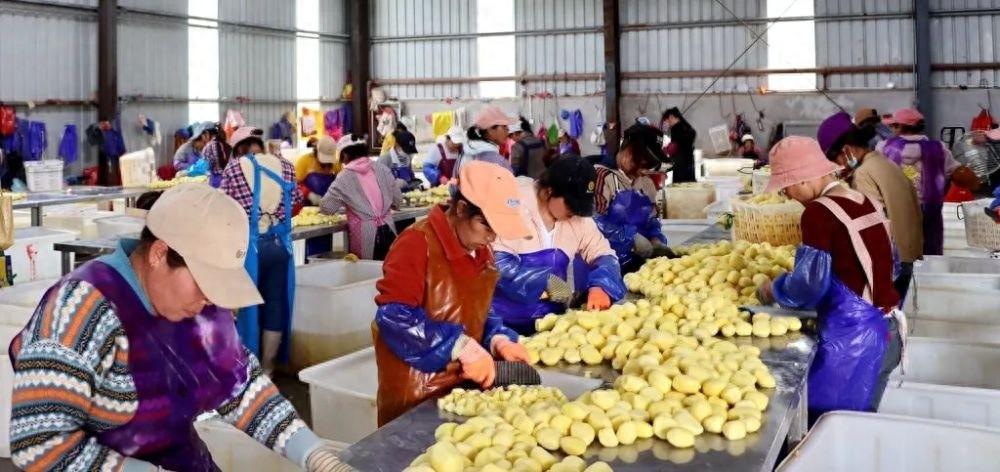 宣威市：马铃薯产业助力群众就业，实现赚钱顾家两不误