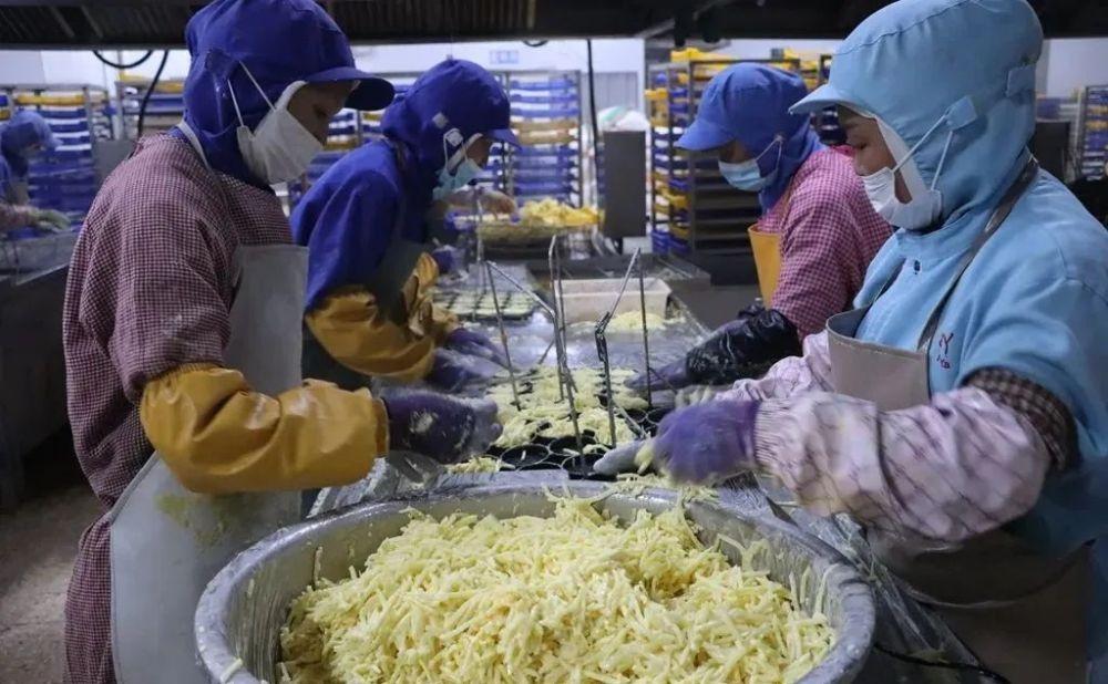 宣威市：马铃薯产业助力群众就业，实现赚钱顾家两不误  第2张