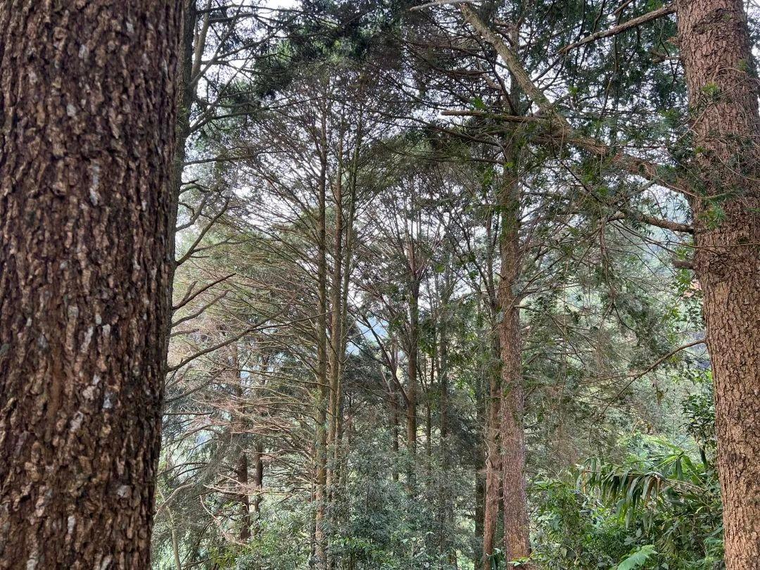 郁南县惊现国家二级保护植物江南油杉林，最大单株胸径达 70 厘米  第1张