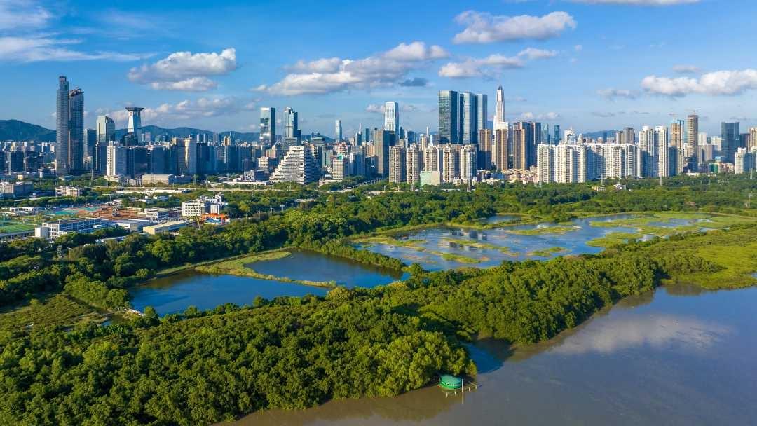 全球首个国际红树林中心落户深圳，它将带来什么？  第2张
