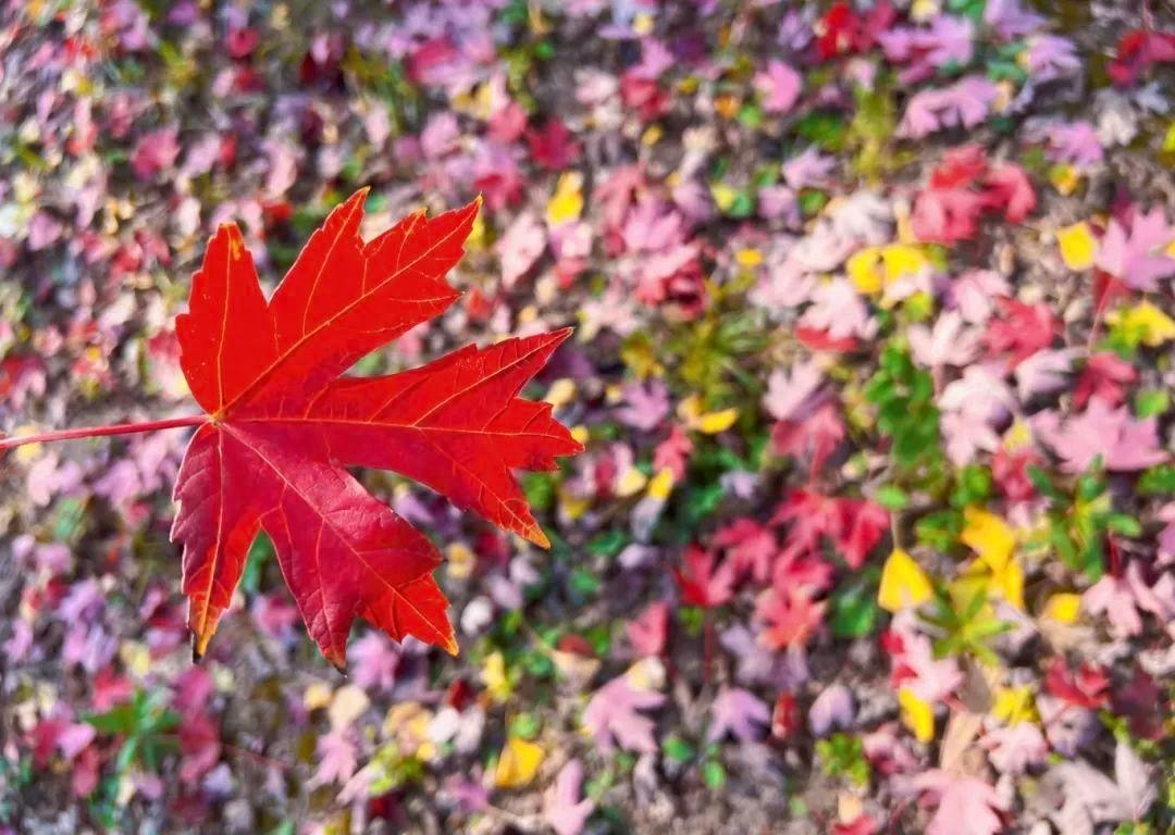 11 月 10 日，阜阳马拉松系列赛火热开跑，你准备好了吗？  第1张