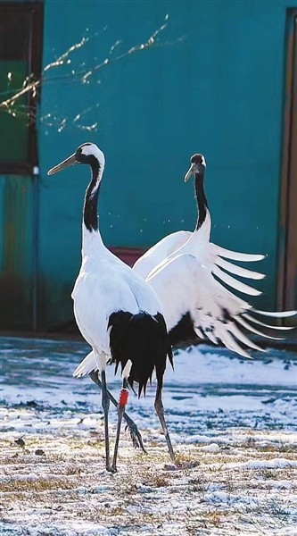 丹顶鹤野化训飞:从偷吃小调皮到展翅翱翔的精灵,沈阳鸟岛的奇迹之旅 第1张 丹顶鹤野化训飞:从偷吃小调皮到展翅翱翔的精灵,沈阳鸟岛的奇迹之旅 第1张