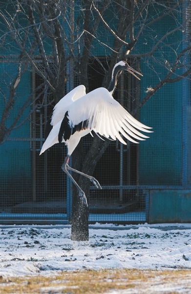 丹顶鹤野化训飞:从偷吃小调皮到展翅翱翔的精灵,沈阳鸟岛的奇迹之旅 第2张 丹顶鹤野化训飞:从偷吃小调皮到展翅翱翔的精灵,沈阳鸟岛的奇迹之旅 第2张