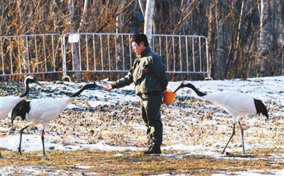 丹顶鹤野化训飞:从偷吃小调皮到展翅翱翔的精灵,沈阳鸟岛的奇迹之旅 第3张 丹顶鹤野化训飞:从偷吃小调皮到展翅翱翔的精灵,沈阳鸟岛的奇迹之旅 第3张