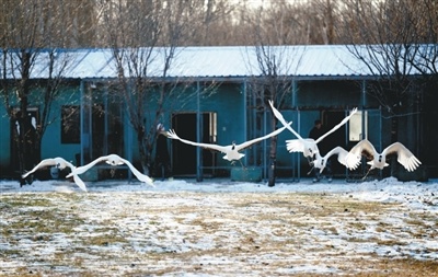 丹顶鹤野化训飞:从偷吃小调皮到展翅翱翔的精灵,沈阳鸟岛的奇迹之旅 第5张 丹顶鹤野化训飞:从偷吃小调皮到展翅翱翔的精灵,沈阳鸟岛的奇迹之旅 第5张