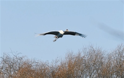 丹顶鹤野化训飞:从偷吃小调皮到展翅翱翔的精灵,沈阳鸟岛的奇迹之旅 第6张 丹顶鹤野化训飞:从偷吃小调皮到展翅翱翔的精灵,沈阳鸟岛的奇迹之旅 第6张
