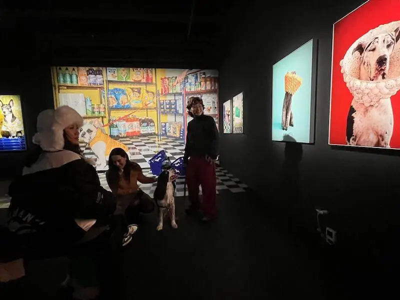 初冬暖阳下，上海Fotografiska影像艺术中心宠物总动员，爱与灵魂的苏醒  第1张