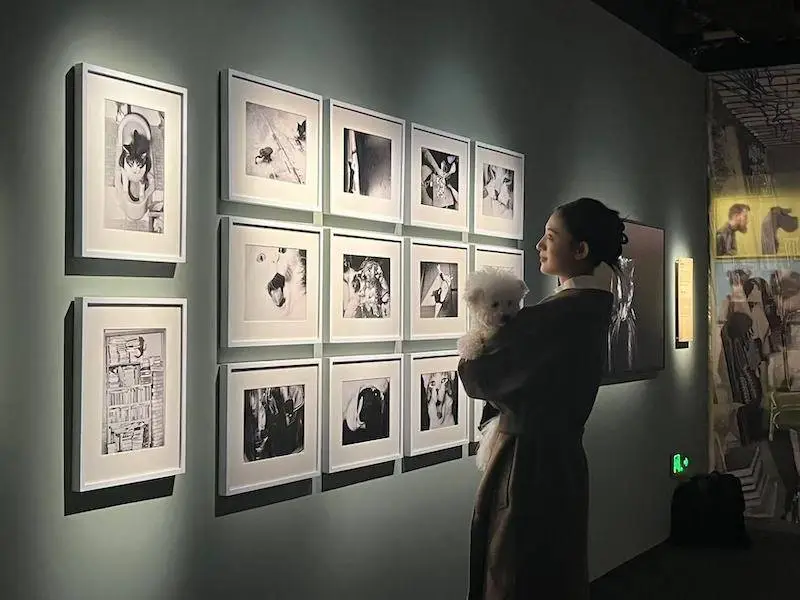 初冬暖阳下，上海Fotografiska影像艺术中心宠物总动员，爱与灵魂的苏醒  第4张