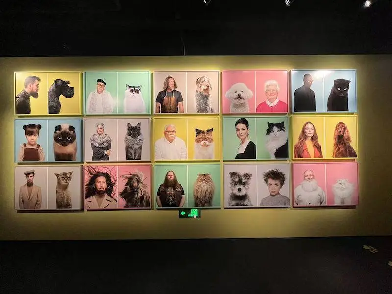 初冬暖阳下，上海Fotografiska影像艺术中心宠物总动员，爱与灵魂的苏醒  第9张
