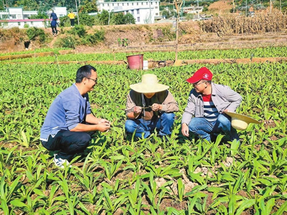 祥云县贡菜产业崛起：科技助力8000亩田地变金矿，年产值7200万引爆致富新热潮