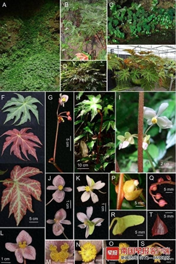 广西发现3个秋海棠新物种，中国特有分布，喀斯特山洞口惊现珍稀植物