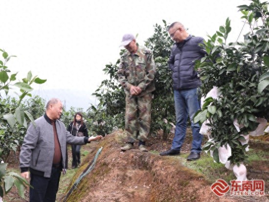 初冬宁德镜台山：100亩爱媛28号柑桔丰收，果农林天忠喜获十几万元收入