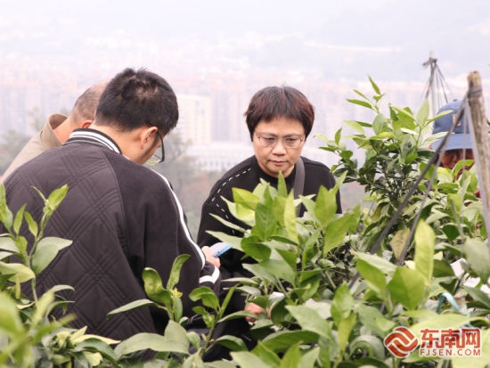初冬宁德镜台山：100亩爱媛28号柑桔丰收，果农林天忠喜获十几万元收入  第3张