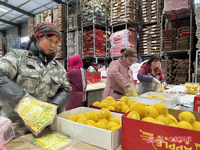 冬日寒风挡不住热情！灵台苹果销售火爆，线上日均百单，你尝过了吗？  第3张