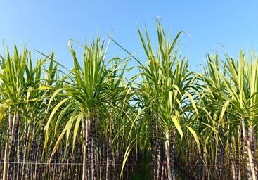 从农田到直播间：阳朔黑皮果蔗如何通过电商直播实现销量暴涨？  第1张
