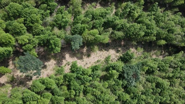 揭秘寺坞岭竹林生态修复实验：220亩竹林的四大区块对比研究，谁将脱颖而出？