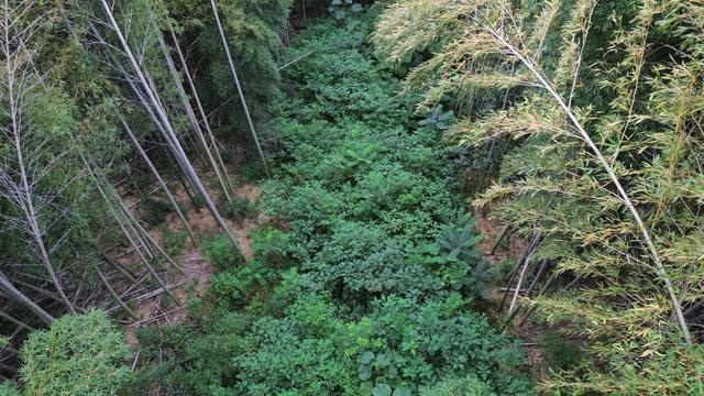 揭秘寺坞岭竹林生态修复实验：220亩竹林的四大区块对比研究，谁将脱颖而出？  第2张