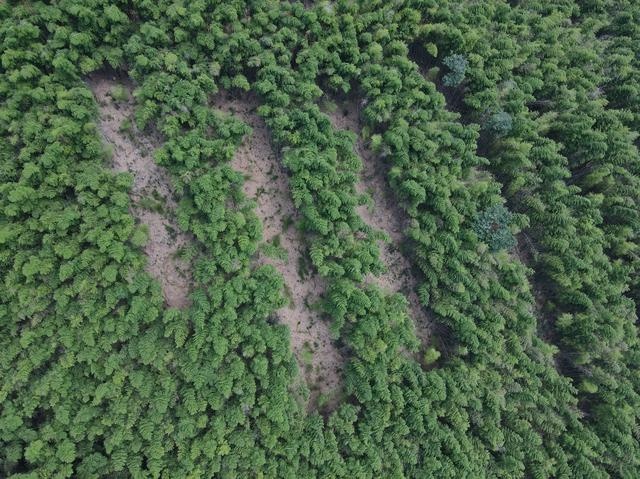 揭秘寺坞岭竹林生态修复实验：220亩竹林的四大区块对比研究，谁将脱颖而出？  第3张