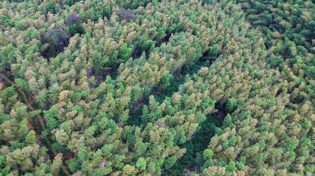 揭秘寺坞岭竹林生态修复实验：220亩竹林的四大区块对比研究，谁将脱颖而出？  第4张