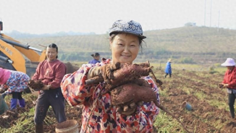 江西泰和千亩红薯丰收季：亩产6000斤，总产量700万斤，每斤7毛，销售预计500万元