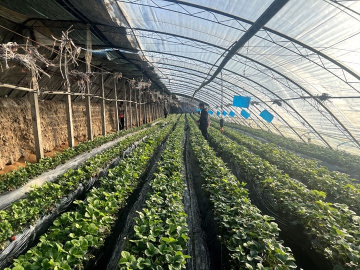 初冬草莓季来袭！和顺新村60余户村民年产值惊人，你还在等什么？