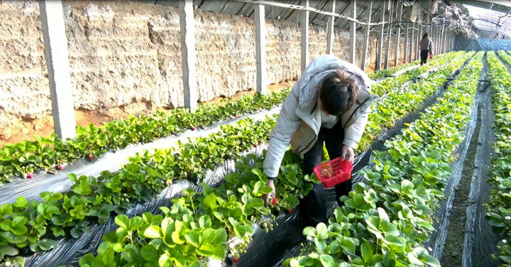 初冬草莓季来袭！和顺新村60余户村民年产值惊人，你还在等什么？  第2张