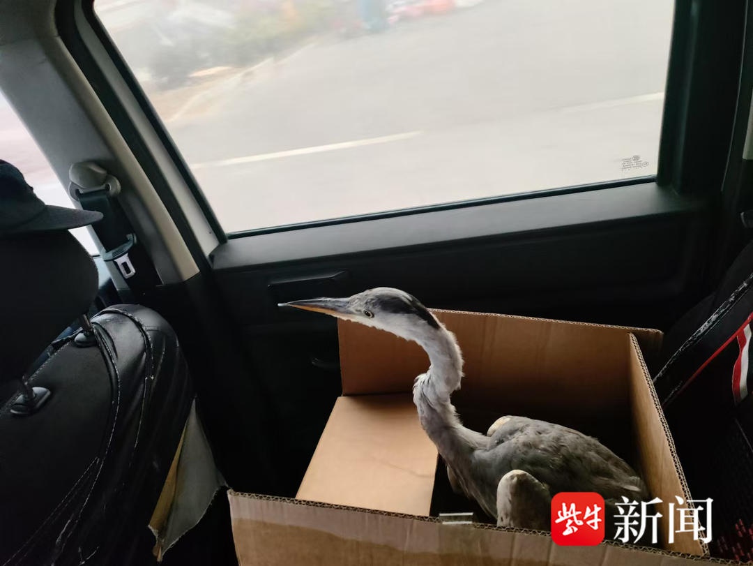 苍鹭首次坐警车，惊呆表情萌翻全网，直击国家二级保护动物的可爱瞬间  第1张