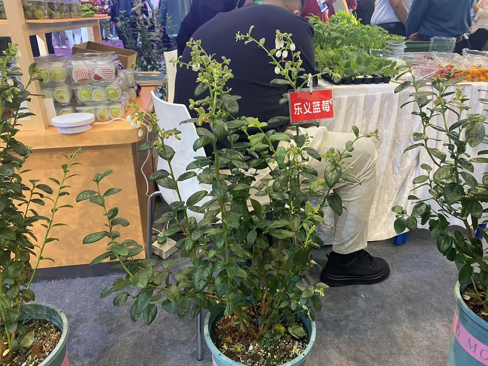 惊！长得像杨桃的南瓜现身冬交会，你见过吗？  第3张