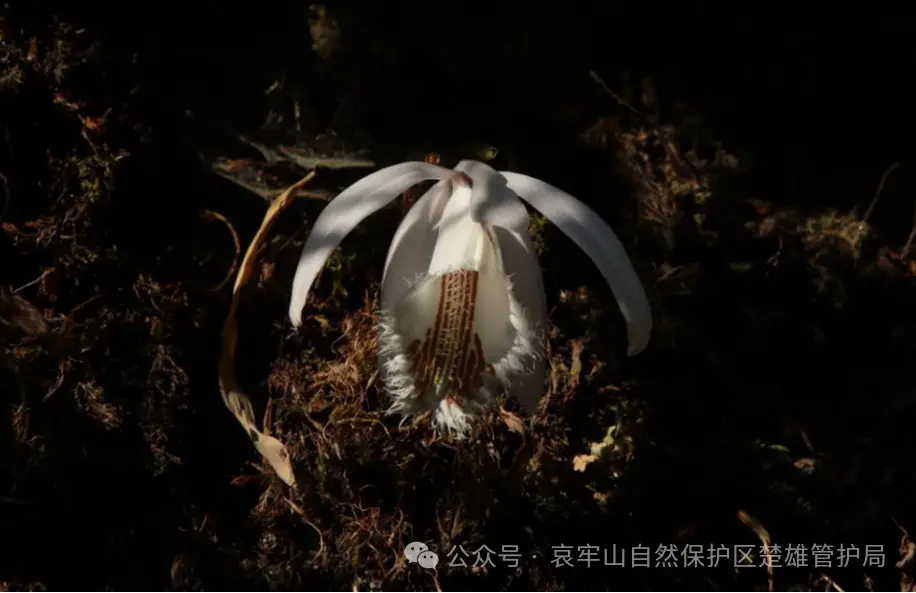 国庆哀牢山爆火！全国最大原始阔叶林区，为何禁止入内？  第2张