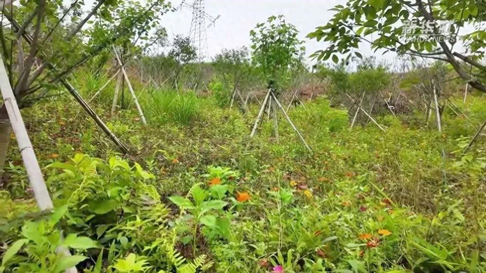 福建南平林业部门聚焦林相改造，打造南方林海生态景观  第1张