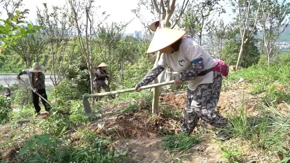 福建南平林业部门聚焦林相改造，打造南方林海生态景观  第2张