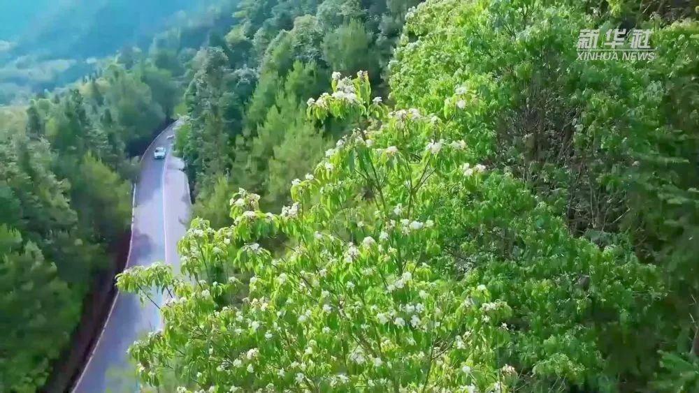 福建南平林业部门聚焦林相改造，打造南方林海生态景观  第3张