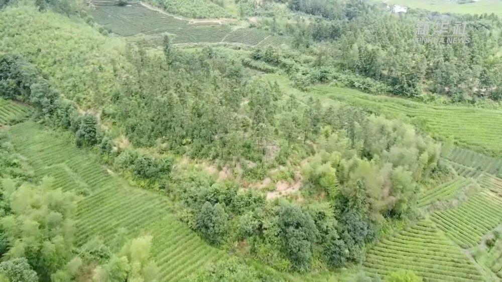 福建南平林业部门聚焦林相改造，打造南方林海生态景观  第4张