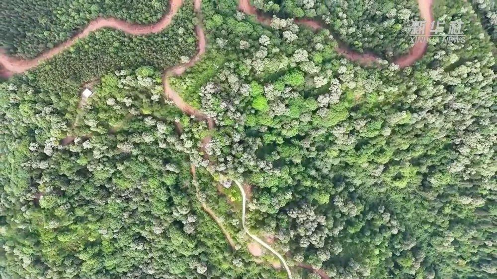 福建南平林业部门聚焦林相改造，打造南方林海生态景观  第5张