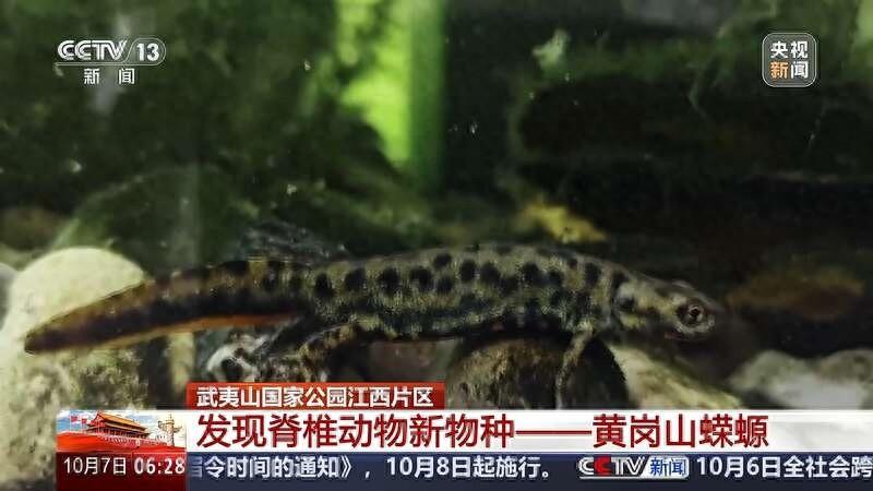 武夷山国家公园江西片区发现新物种，你见过吗？  第1张