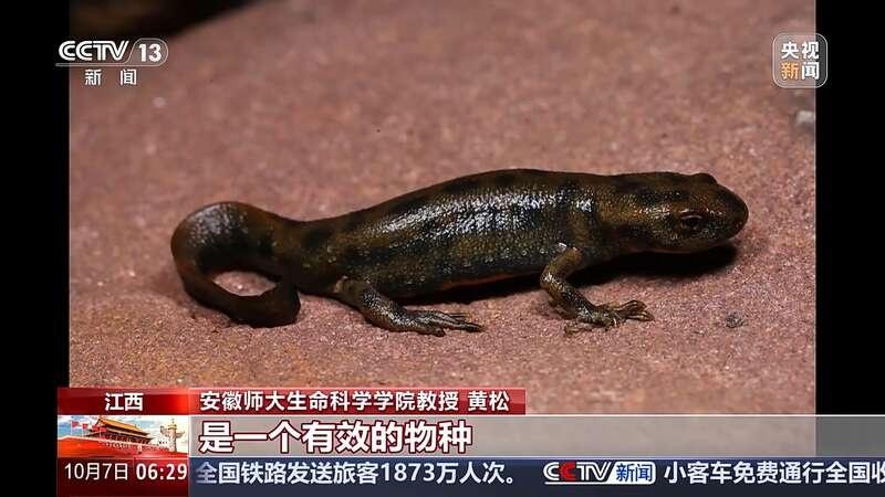 武夷山国家公园江西片区发现新物种，你见过吗？  第2张