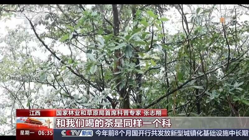 武夷山国家公园江西片区发现新物种，你见过吗？  第8张