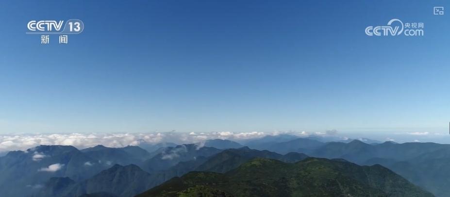 武夷山国家公园发现新物种黄岗山蝾螈，它到底有何独特之处？  第6张