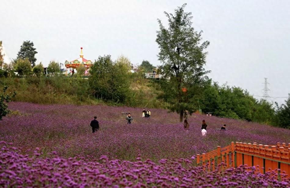 国庆最后一天，清水县各景点热度不减，紫色花海等你来打卡  第1张