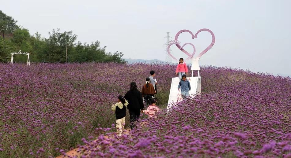 国庆最后一天，清水县各景点热度不减，紫色花海等你来打卡  第2张