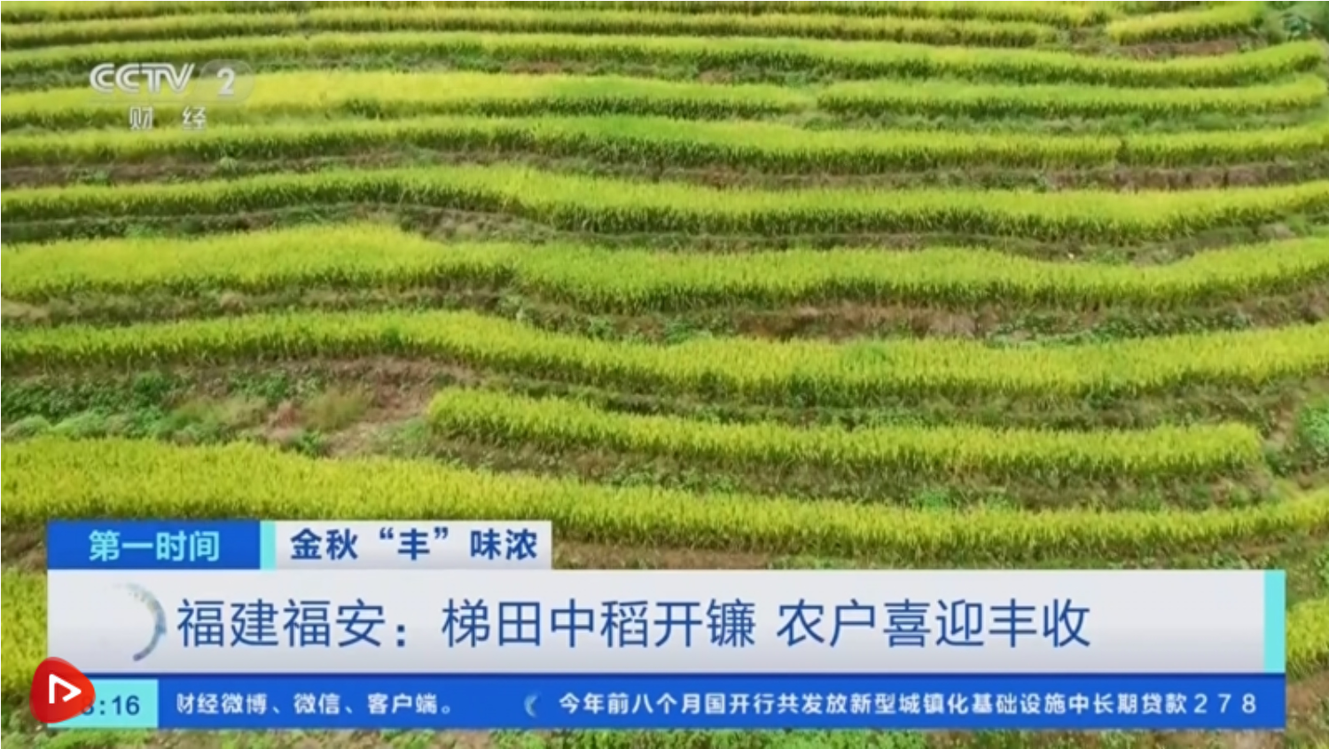 金秋时节稻谷飘香，福建福安梯田中稻陆续成熟，农户加紧人工收割  第1张